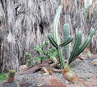 Botanischer Garten Viveiro