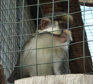 Meerkatze