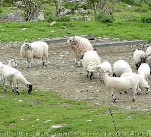 Geschorene und ungeschorene Schafe auf der Farm