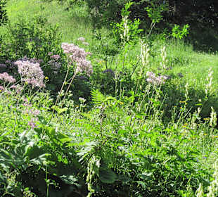 Wiesenblumen