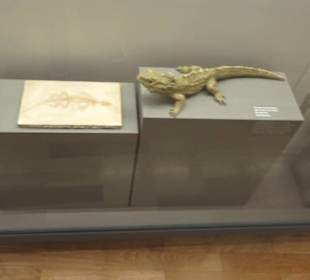 Naturkundemuseum