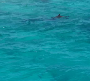 Delfinausflug mit Mo 