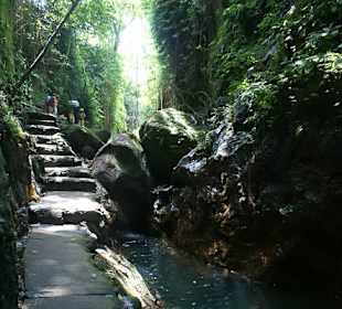 Małpi gaj w Ubud