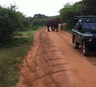 Yala safari