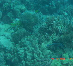 Подводный мир возле отеля