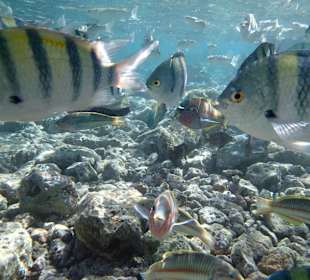 Schnorcheln Makadi Bay