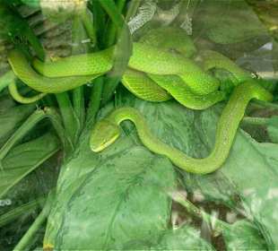 Dendroaspis Jamesoni