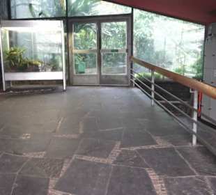 Tropenhaus - Schaugewächs -  Botanischer Garten