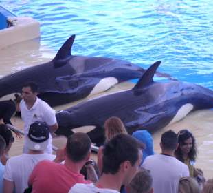 Loro Parque, die Orcas