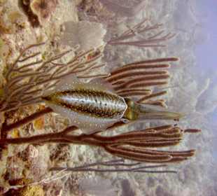 Begegnung unter Wasser Hurghada