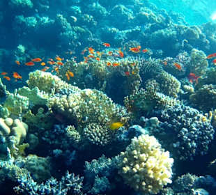 Schnorcheln Makadi Bay