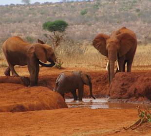 Elefanten beim Baden