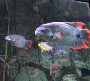 Tierpark Hellabrunn - Fische