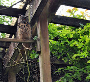 Tierpark Olderdissen