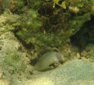 Unterwasserwelt Hausriff