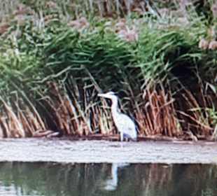 Wandern Baabe [Rügen]