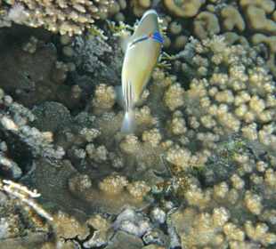 Fische in der Nachbarbucht Abu Dabab