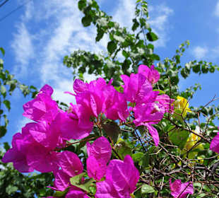 Spaziergang durch den Jardin de l'État