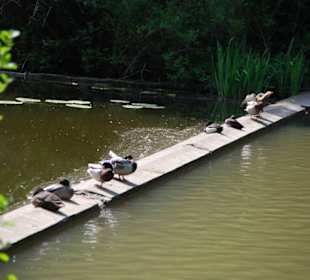 Ruhepausen für die Enten vom Schlossteich