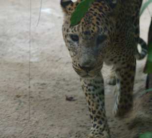 Gepard
