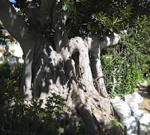 Argotti Botanic Gardens