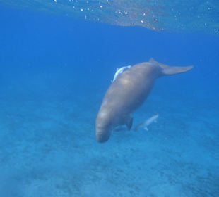 Schnorcheln Marsa Alam