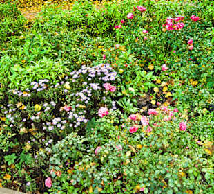 Цветы конца октября на променаде.