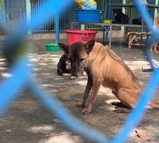 Dog and Cat Rescue Samui Foundation