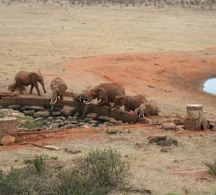 Elefanten am Wasserloch