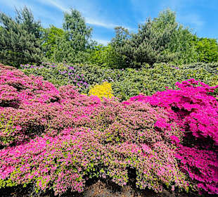 Rhododendronpark