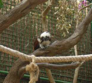 Süßer kleiner Affe