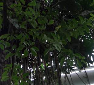 Tropicarium