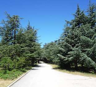 Der Eingang zum Zedernwald von Bonnieux