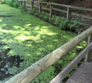 Wanderweg - Alter Steinbruch Pfaffenberg Runde