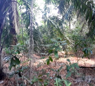 Masingini Forest