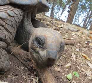 Die Schildkröten auf Prison Island