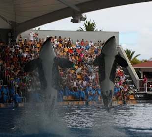 Loro Parque, wycieczka z Travel Tenerife