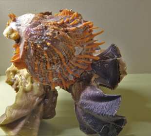 Rundgang durch das Muschelmuseum Wremen