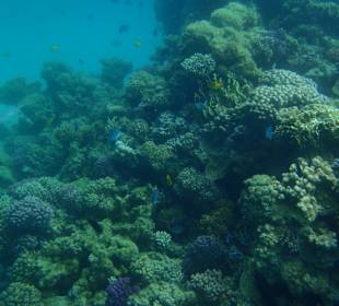 Unterwasserwelt am Hotel Strand