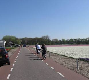 Auf dem Weg zum Keukenhof