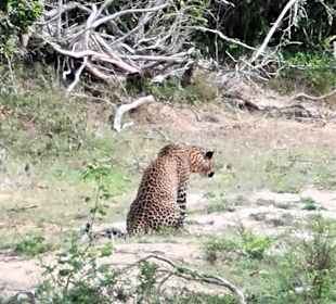 Leopard