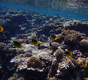 Bunte Unterwasserwelt