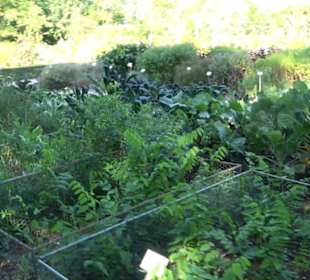 Botanischer Garten München