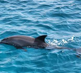 Delfin Tour Hurghada