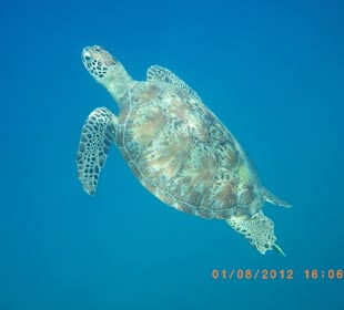 Schildkröte beim Auftauchen