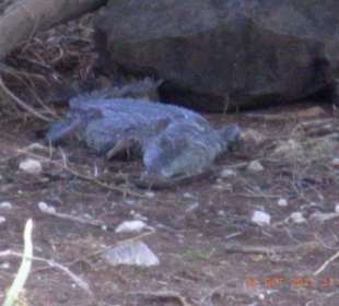 Tsavo West / - Ost / Amboselli