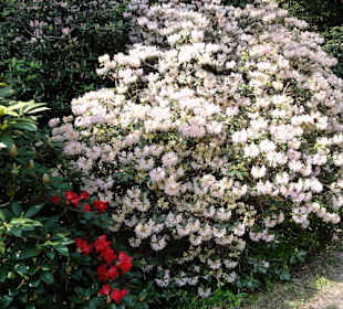 Spaziergang durch den Rhododendronpark Westerstede