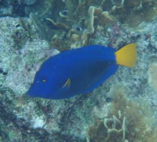 Super Unterwasserwelt