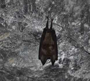 Fledermaus