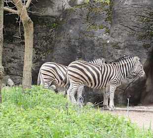 Zebras im Außenbereich
